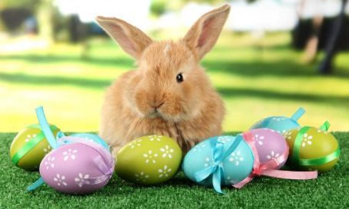 Konkurs ‘ Easter Bunny’